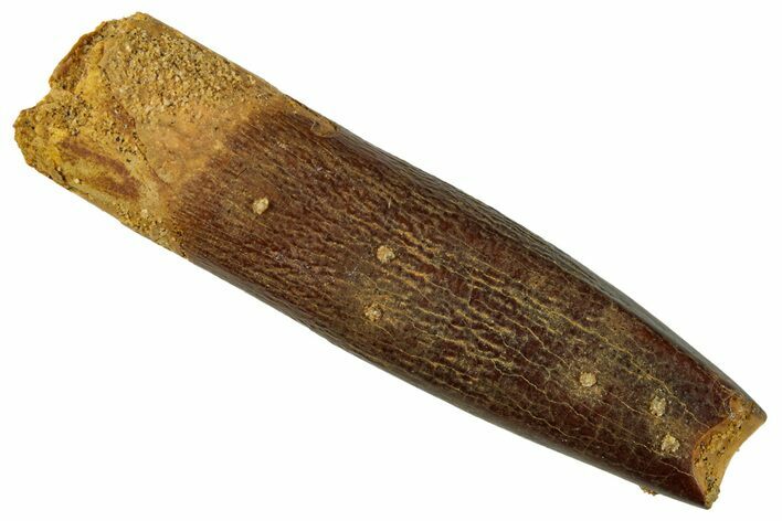 Fossil Sauropod Dinosaur (Titanosaur) Tooth - Morocco #267290